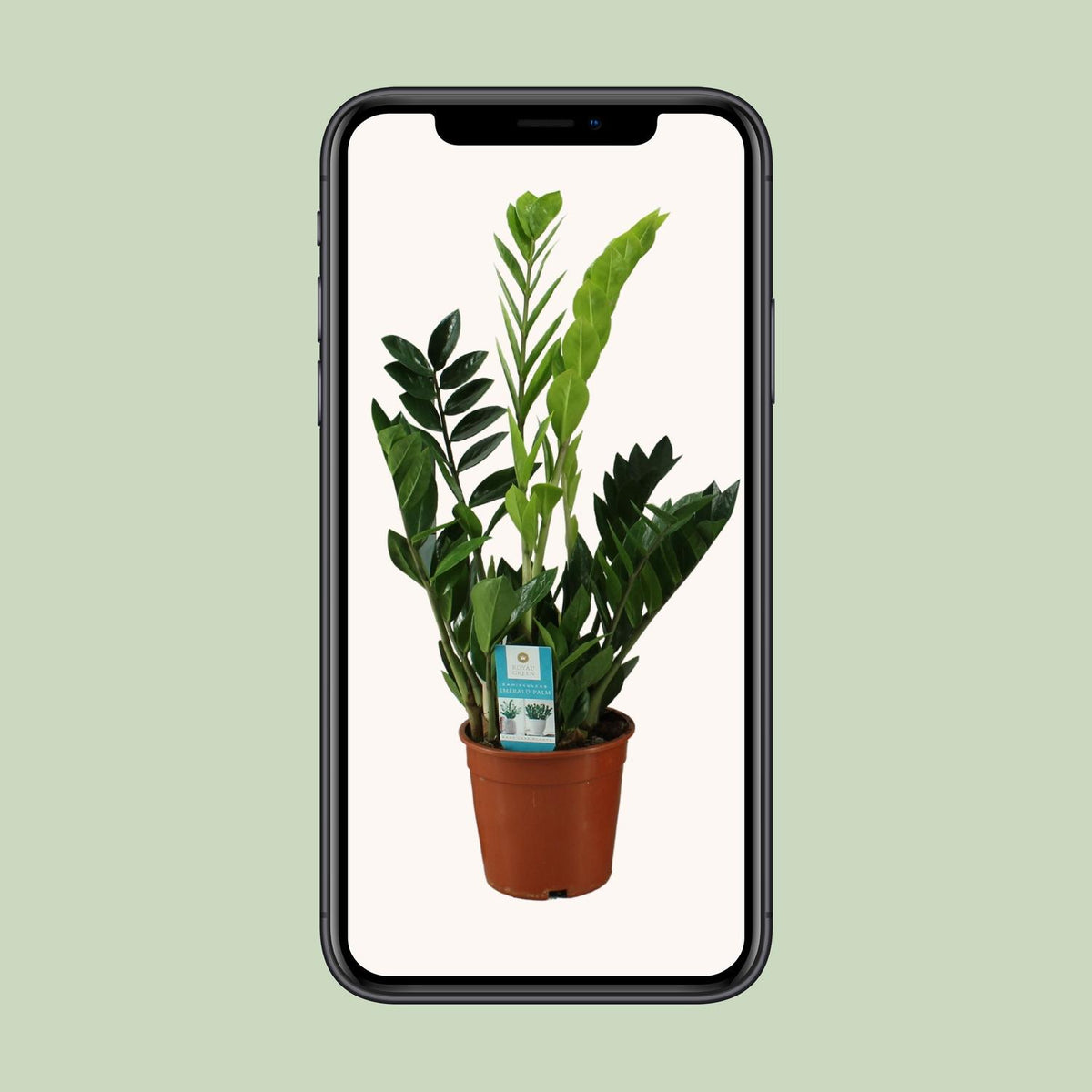 Detailfoto van Zamioculcas Zamiifolia