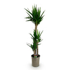 Yucca elephantipes, kenmerkend blad