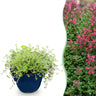 Thymus praecox 'Red Carpet' - rode kruiptijm - 12 planten