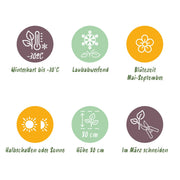 Perzikbladklokje pers. Alba, met witte bloemen (6x)