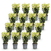 Kardinaalsmuts Paloma Blanca