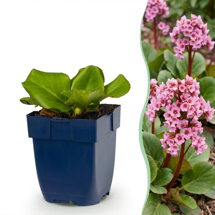 Vasteplant - Bergenia cordifolia - Schoenlappersplant - Schaduw - Roze - 12 Planten - Pot 11cm - Hoogte 15-25cm