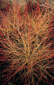 24x Cornus sang. &