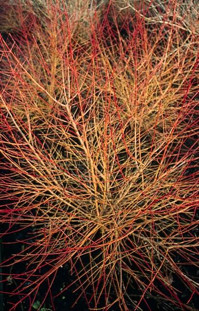 Cornus sang. 'Anny's Winter Orange', kenmerkend blad