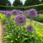 Allium Christophii, kenmerkend blad