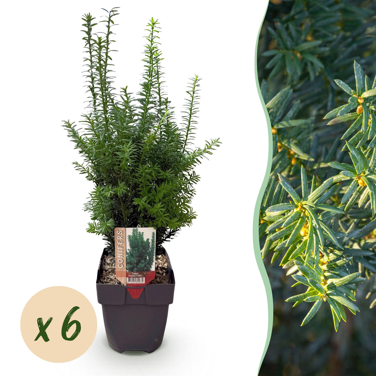Taxus media Hilii, detail van het blad