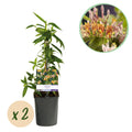 Lonicera henryi, plant in pot