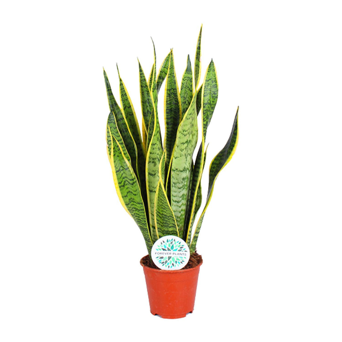 Productfoto van Sansevieria Trifasciata Laurentii