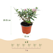 Vlinderstruik Butterfly Candy Little Pink