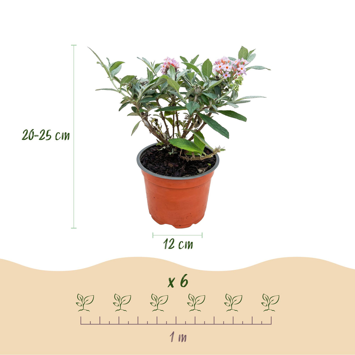 Vlinderstruik Butterfly Candy Little Pink, groene plant met kenmerkend blad