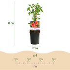 Klimplanten Clematis, Hedera, Lonicera en Campsis, 4 stuks, geschikte tuinplant
