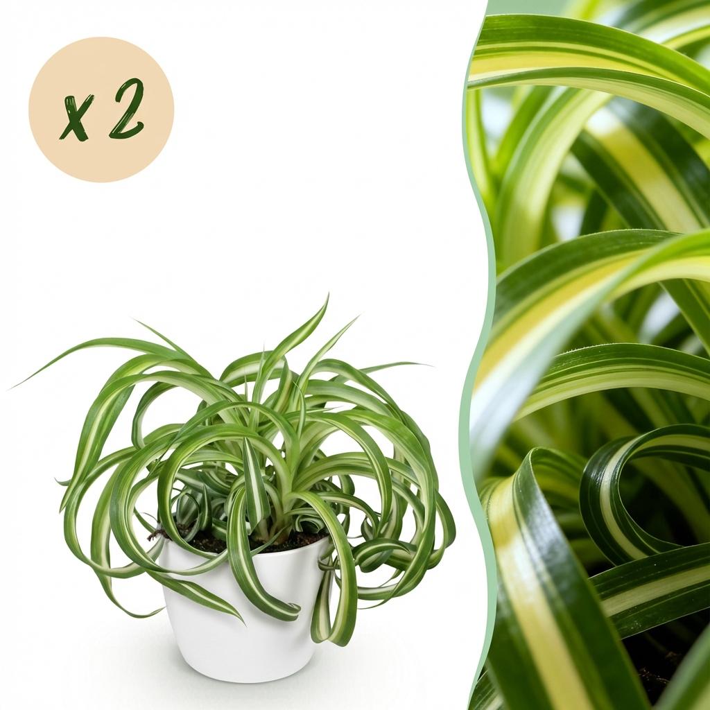 Chlorophytum comosum Bonnie met witte pot, detail van het blad