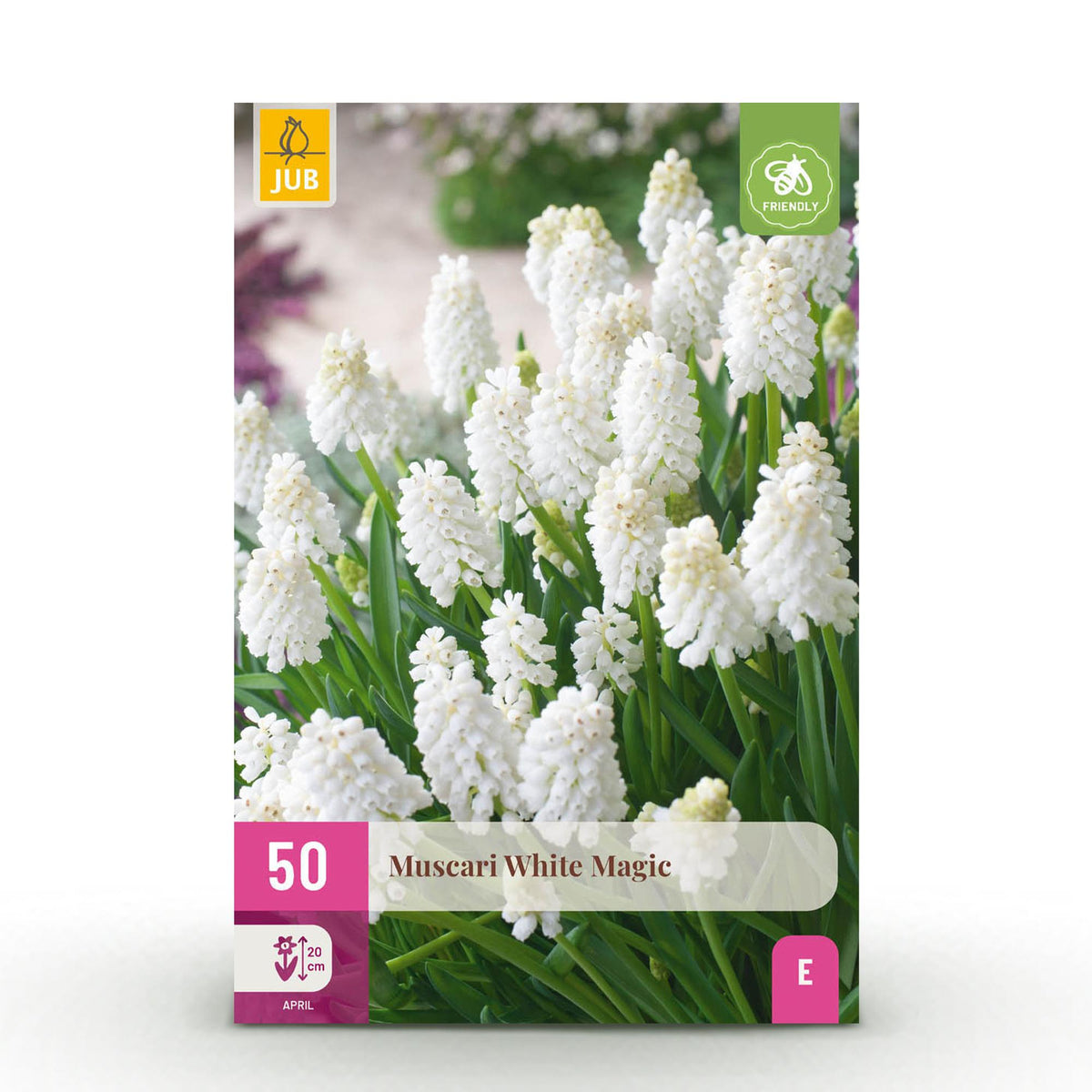 Muscari White Magic, detail van het blad