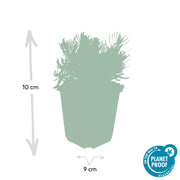 Lavandula &