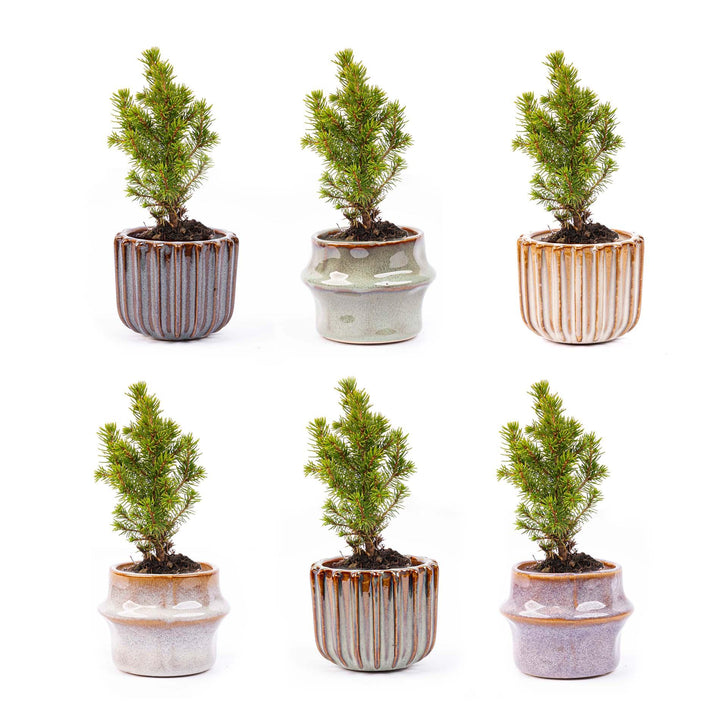 Mini-kerstboompjes, set van 6 in keramische potjes Barcelona