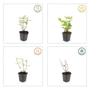 Hypericum inodorum &