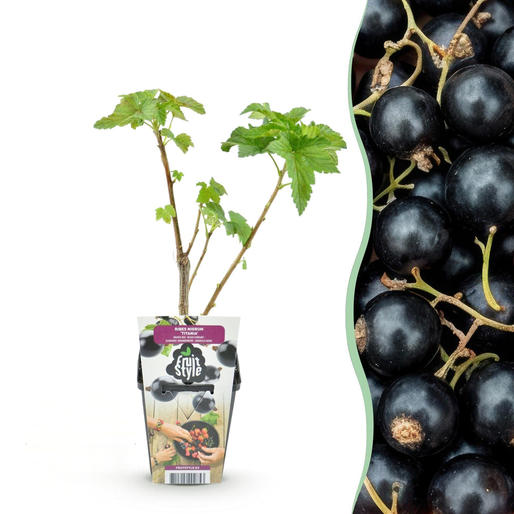 Zwarte bes Ribes nigrum Titania, kenmerkend blad