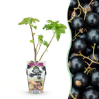 Zwarte bes Ribes nigrum Titania, kenmerkend blad