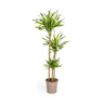 Dracaena Deremensis Rikki