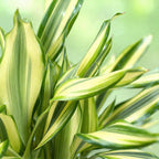 Dracaena fragrans Diamond Dream, plant in kweekpot