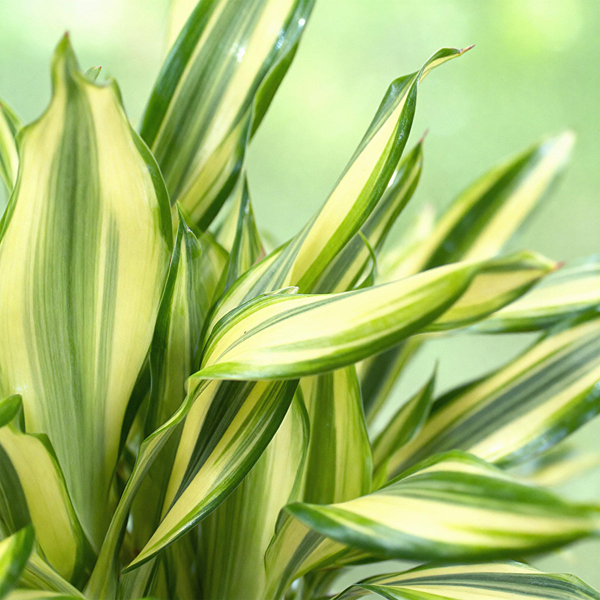 Dracaena fragrans Diamond Dream, plant in kweekpot