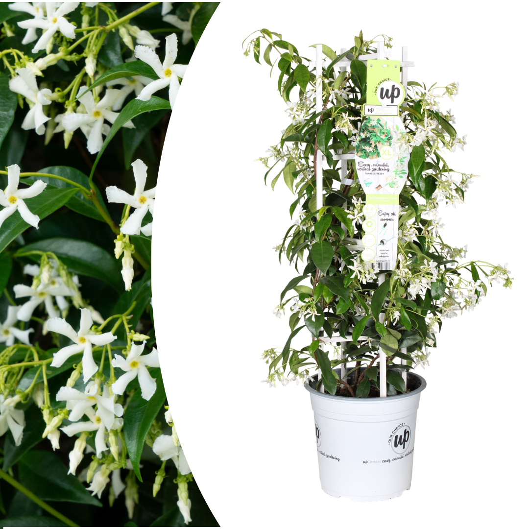 Trachelospermum Star of Venice, geurende klimplant, detail van het blad