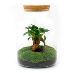 Detailfoto van DIY terrarium Milky Bonsai met licht, hark en schep