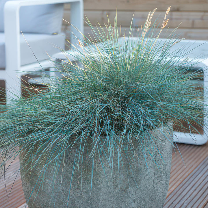 Festuca glauca &