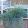 Festuca glauca 'Elijah Bleu'