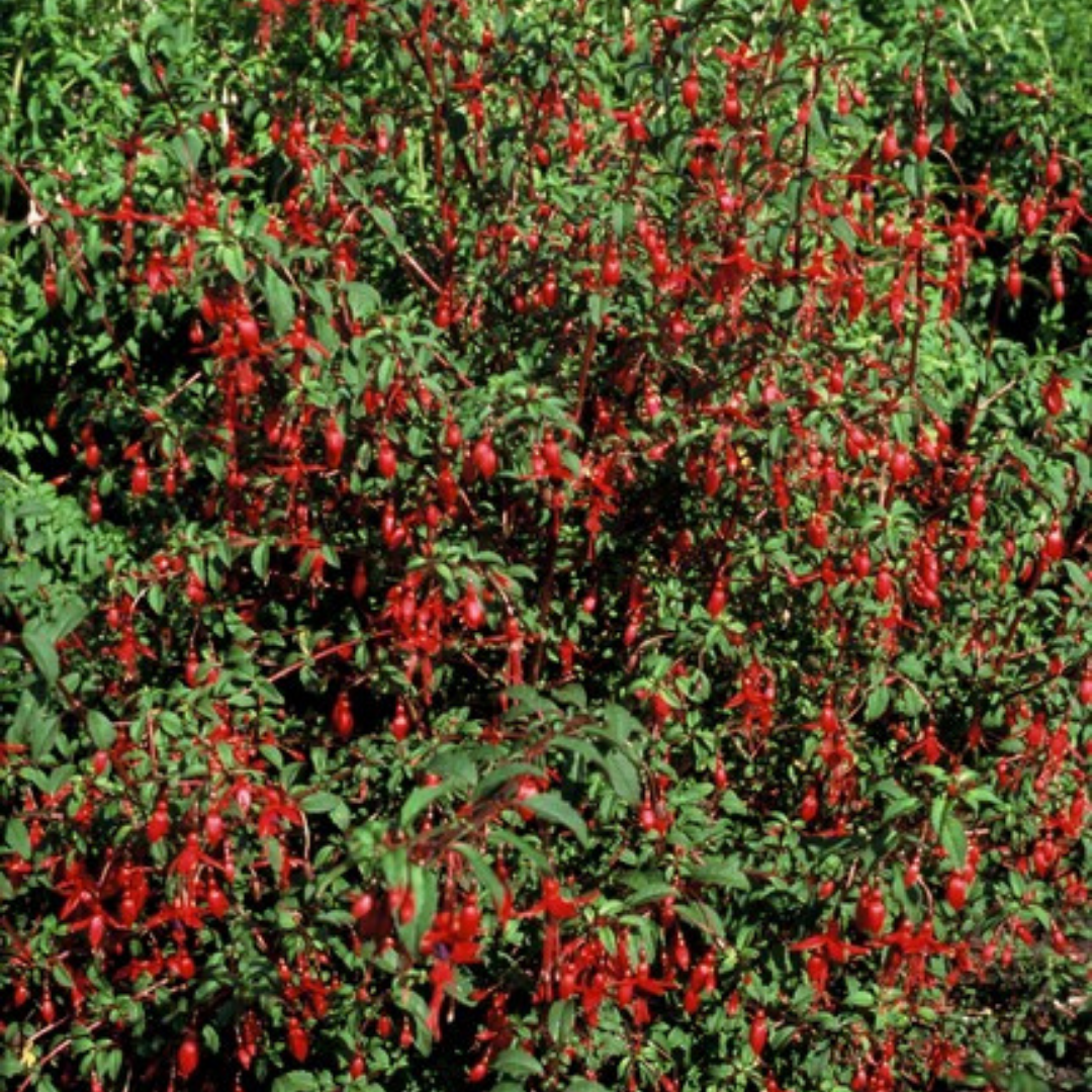 Fuchsia – 6 Pluggen | Kweek & Geniet van een Kleurrijke Tuin, groene bladeren