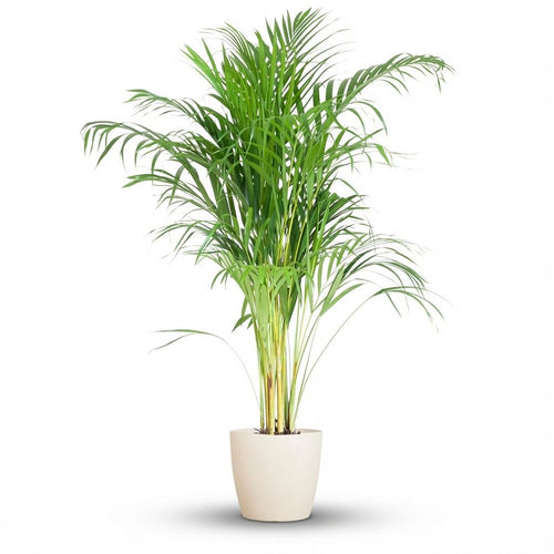 Areca Palm (Dypsis) met witte pot, detail van het blad