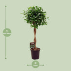 Detailfoto van Ficus Micr. Moclame