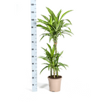Dracaena Deremensis White Stripe, detail van het blad