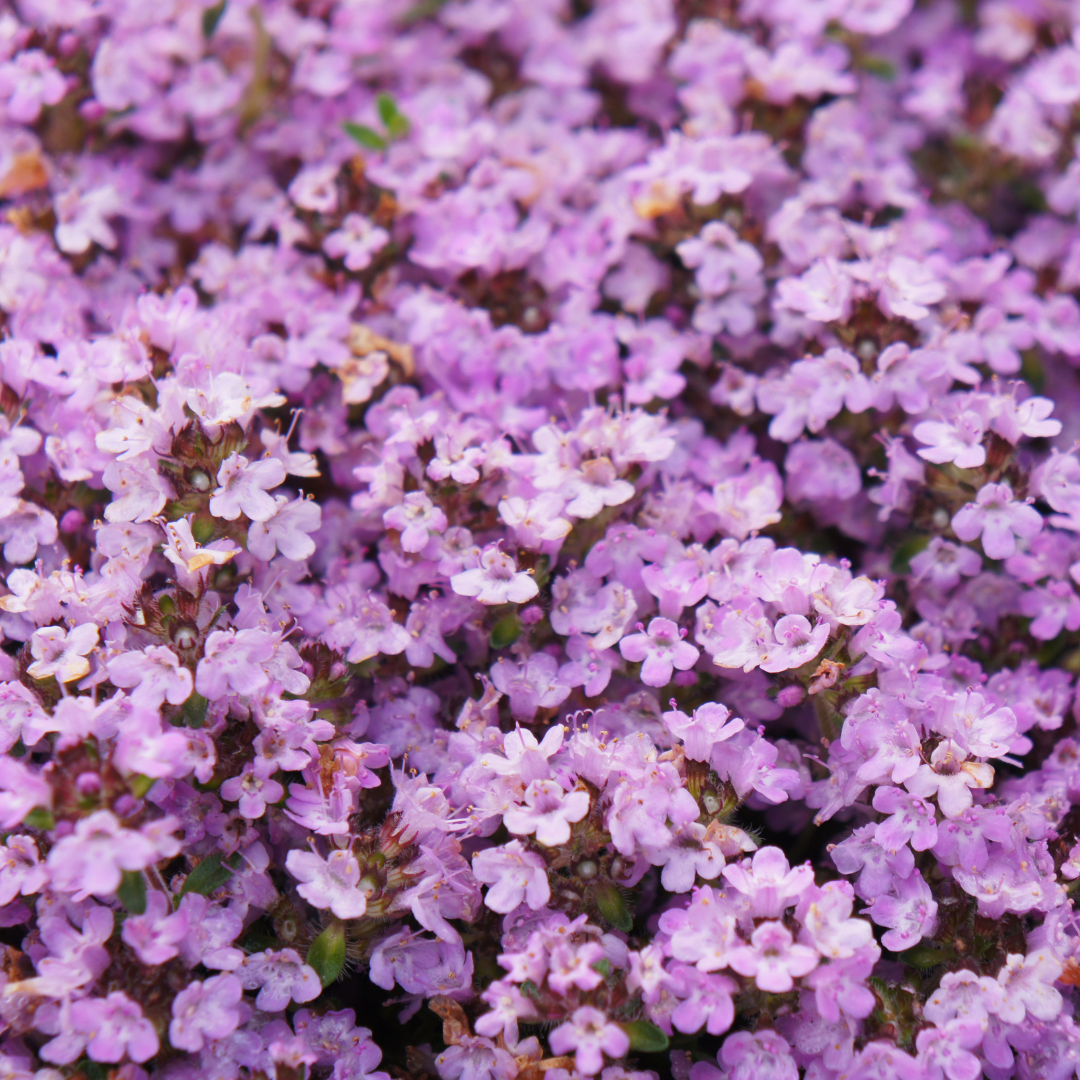 Thymus praecox 'Purple Beauty', compacte plant
