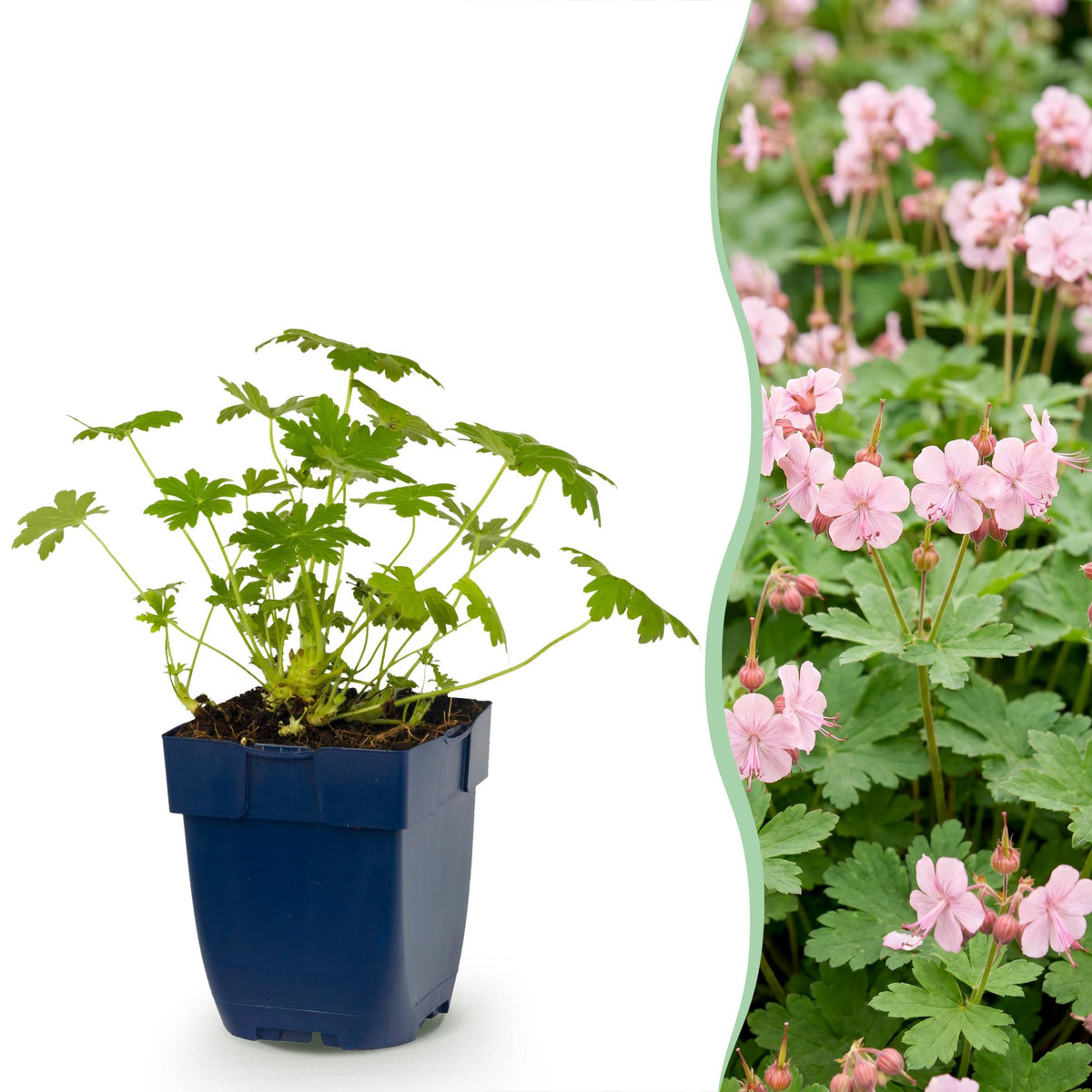 Ooievaarsbek Geranium 'Ingwersen's Variety', lichtroze, plant in pot