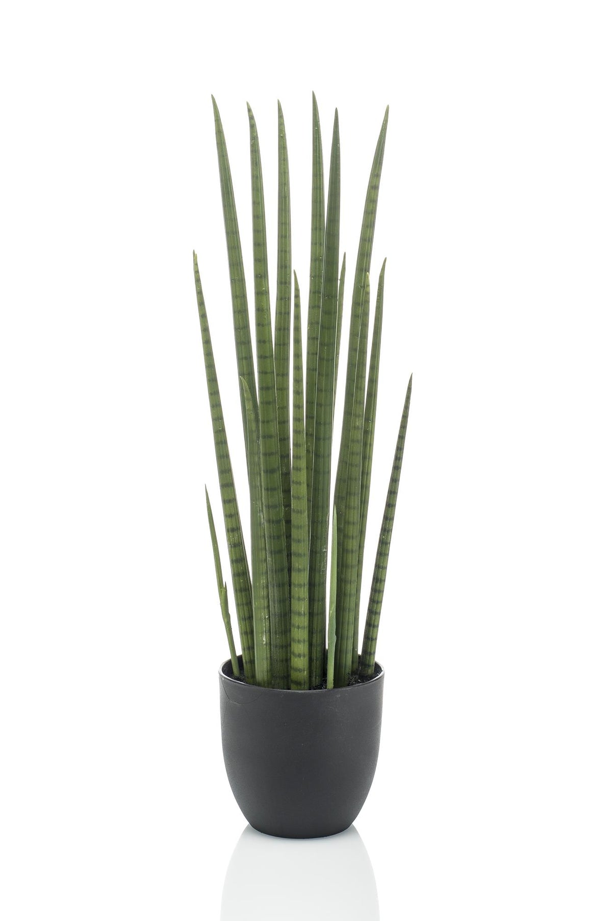 Productafbeelding van Pureplant