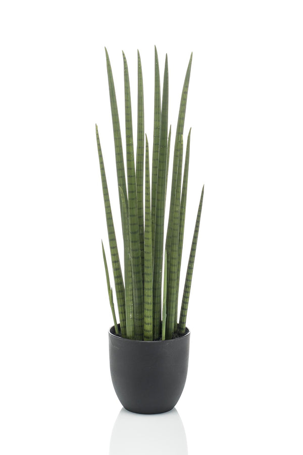 Kunstplant - Sanseveria Cylindrica - Vrouwentong