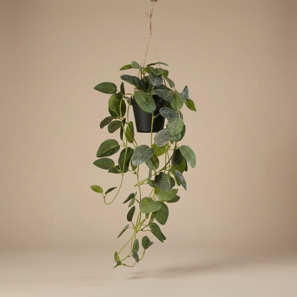 Fittonia - hangplant in pot, plant in pot