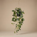 Fittonia - hangplant in pot, plant in pot