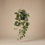Fittonia - hangplant in pot, plant in pot