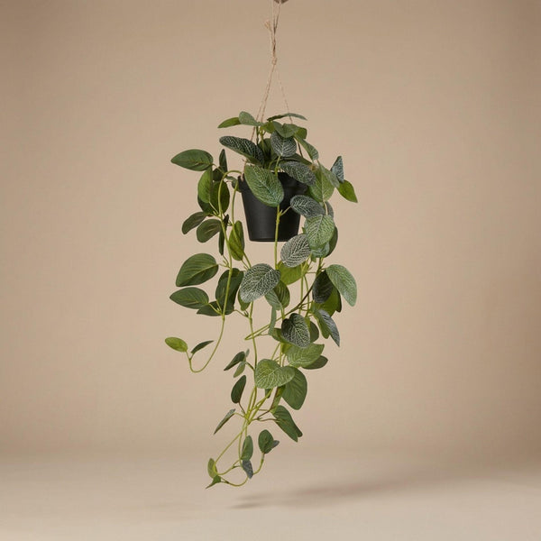 Fittonia - hangplant in pot