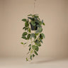 Fittonia - hangplant in pot