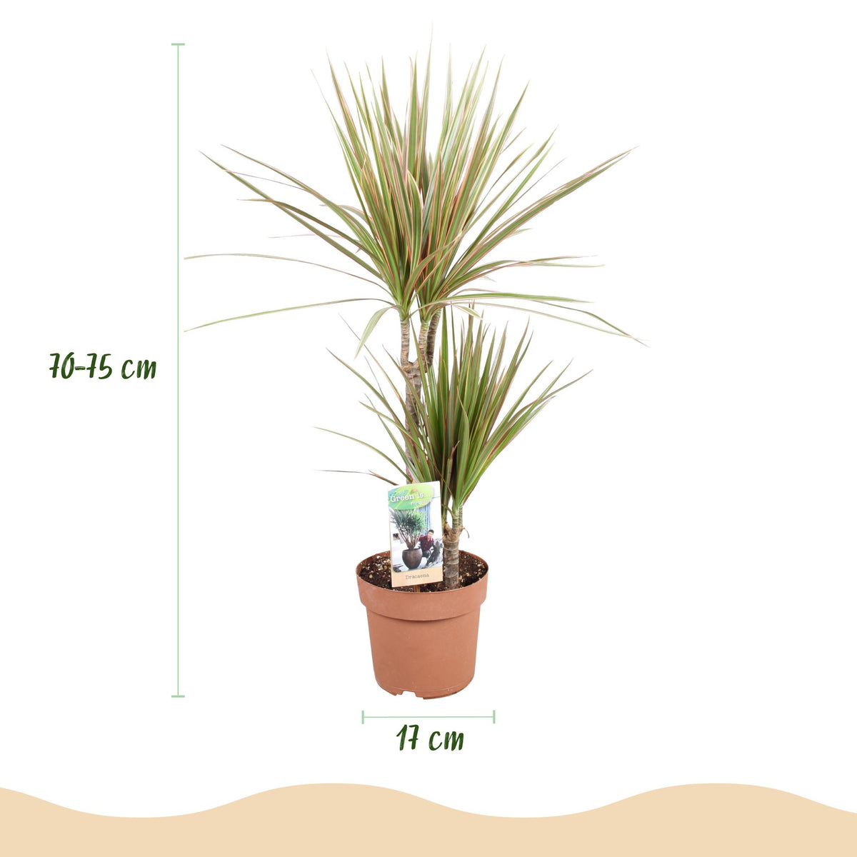 Dracaena Marginata Bicolor, 70-75 cm hoog, compacte kamerplant