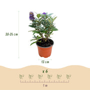 Buddleja davidii Butterfly Candy Little Tricolour