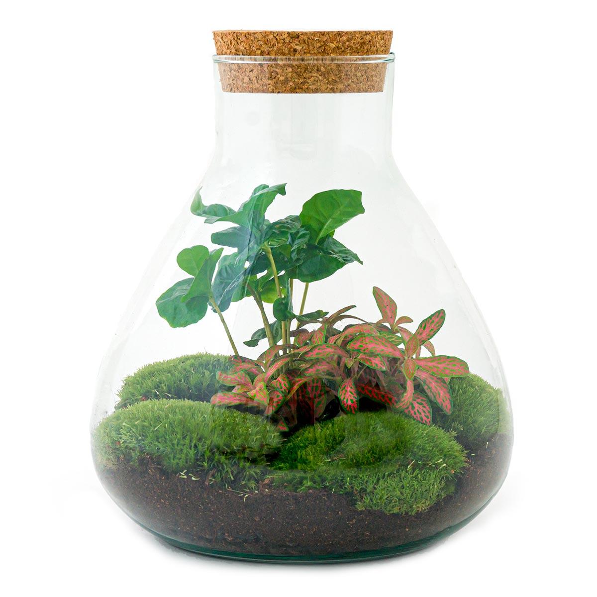 Productafbeelding van Pureplant