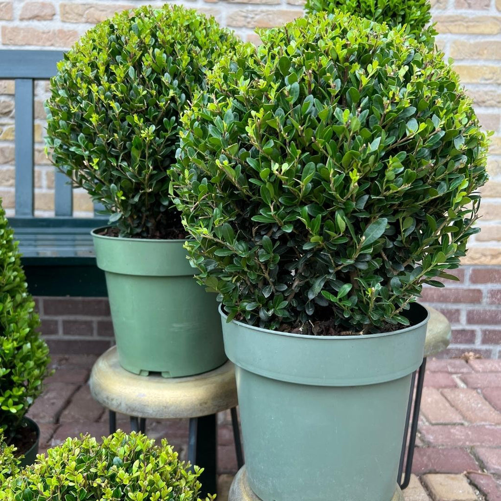 2x Ilex crenata 'Jenny' bol XL | set van 2 stuks, groene bladeren