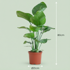 Paradijsvogelplant, kenmerkend blad