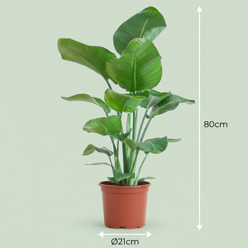 Paradijsvogelplant, kenmerkend blad