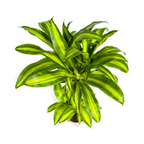 Dracaena Fragrans Massangeana met mand, groeiwijze van de plant