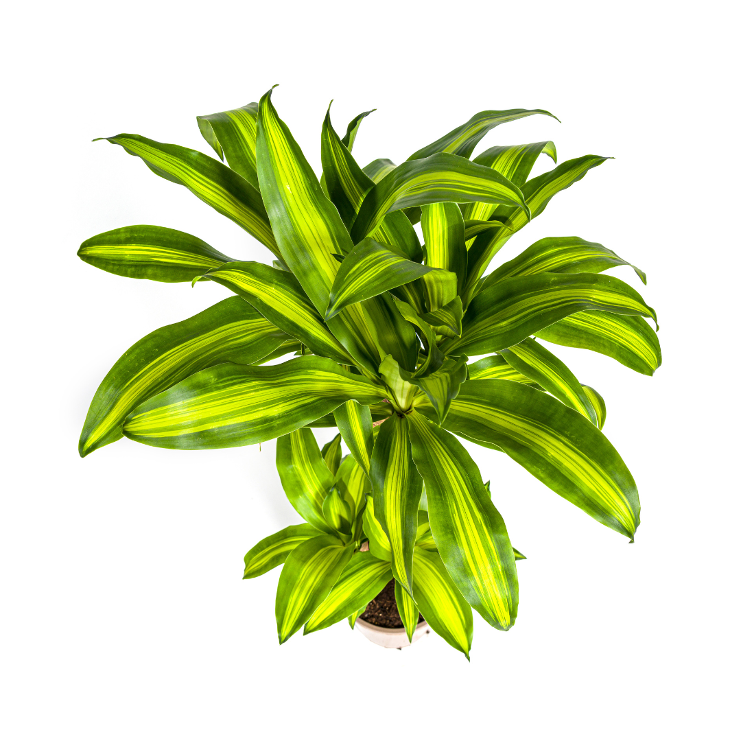 Dracaena Fragrans Massangeana met mand, groeiwijze van de plant